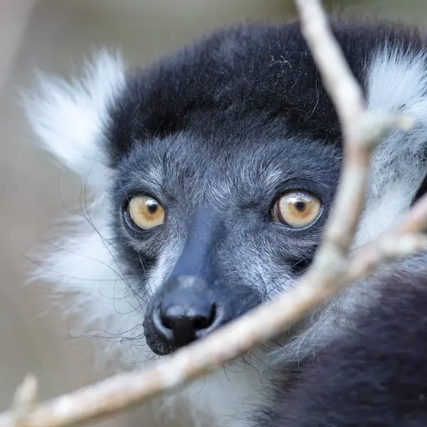 Endemický Lemur černobílý Varecia variegata, Madagaskar