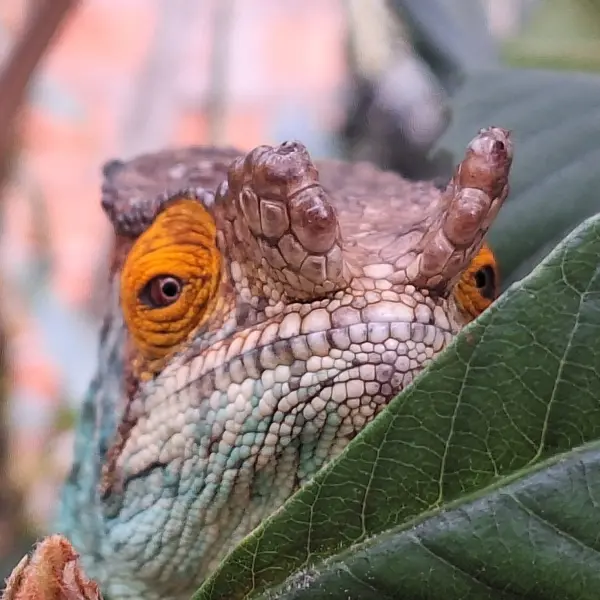 Chameleon, Madagaskar