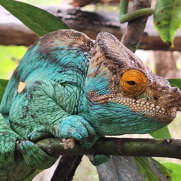Chameleon, Madagaskar