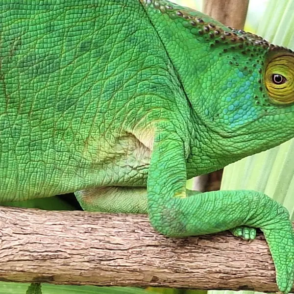Chameleon, Madagaskar