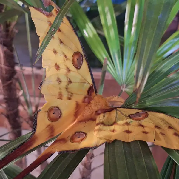 Madagaskarská kometa, Madagaskar