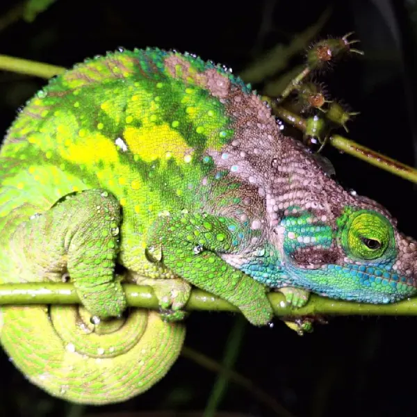 Chameleon, Madagaskar