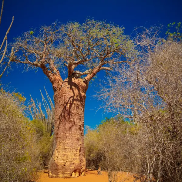 Obří baobab v N.P. Reniala, Madagaskar