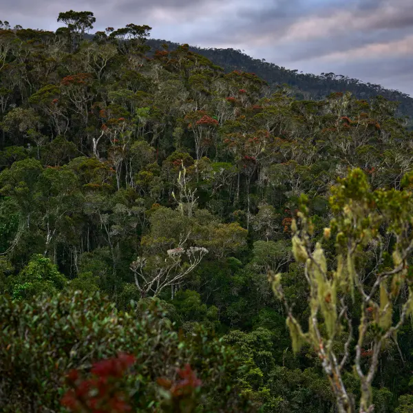 Přírodní prales na ostrově, Madagaskar