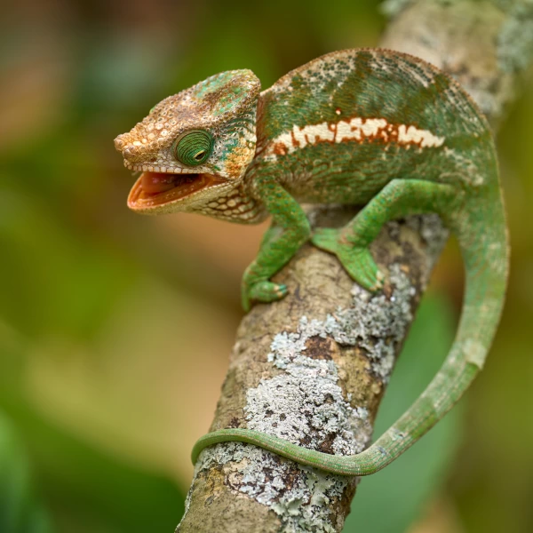 Tanec chameleona na větvi stromu, Madagaskar