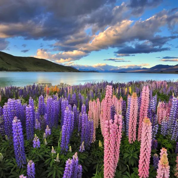 Jezero Tekapo, Nový Zéland