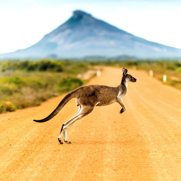 Národní zvíře - klokan, Austrálie