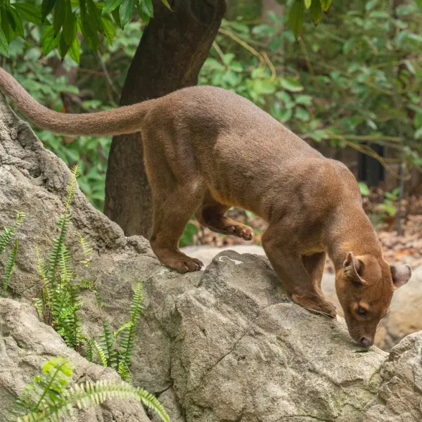 Fossa, Madagaskar