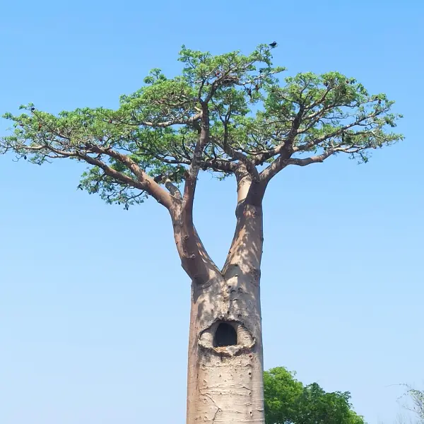 Baobab, Madagaskar
