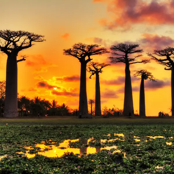 Krajina při západu slunce a baobaby, Madagaskar