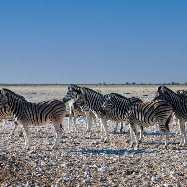 Národní park Etosha, Namibie
