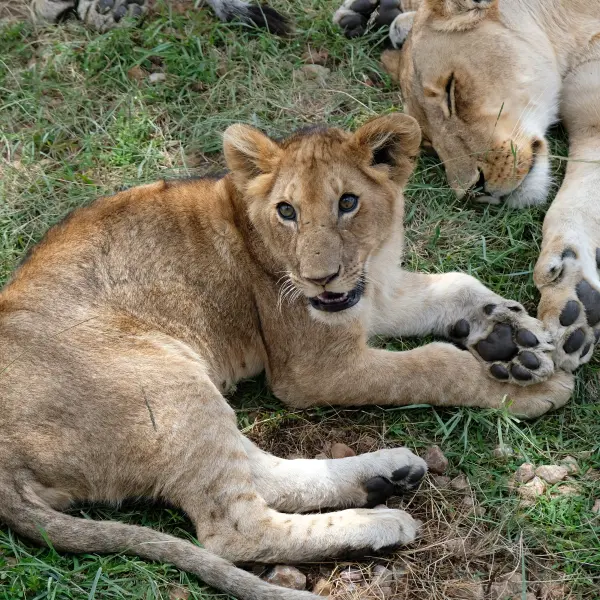 Národní park Etosha, Namibie
