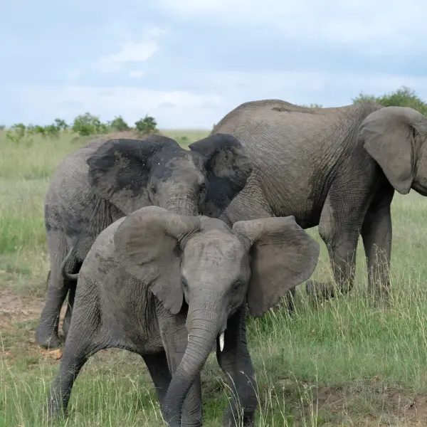 Národní park Etosha, Namibie