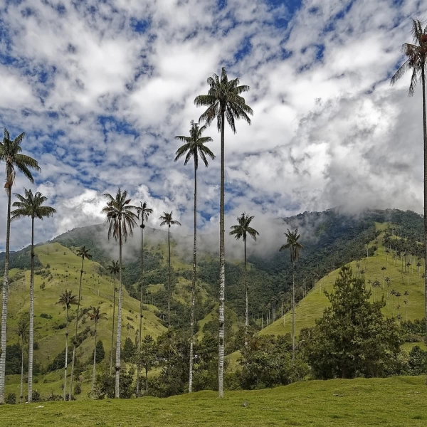 Údolí Valle de Cocora, Kolumbie