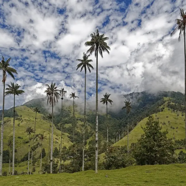 Údolí Valle de Cocora, Kolumbie