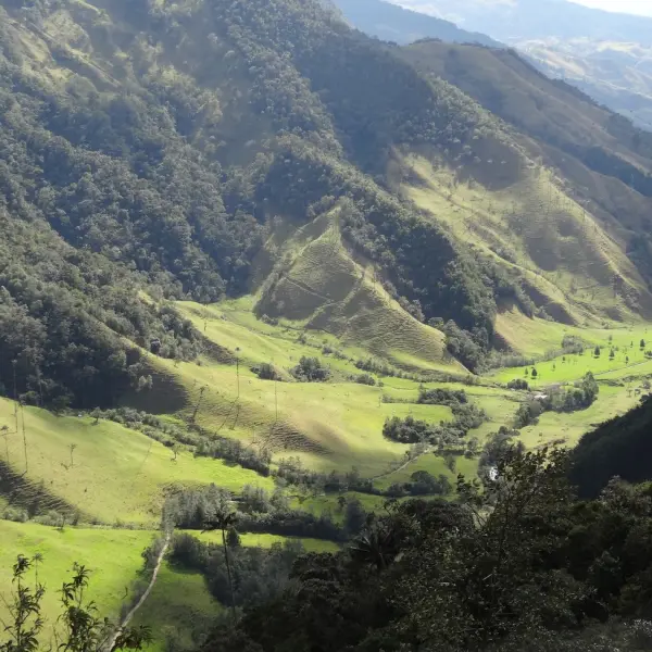 Údolí Valle de Cocora, Kolumbie
