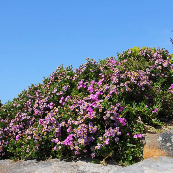 Příroda na Mysu Dobré naděje, JAR