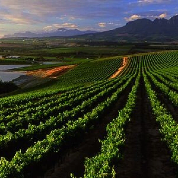 Vinice v oblasti Cape Winelands, JAR