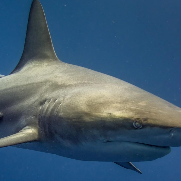 Žralok bílý, Gansbaai, JAR
