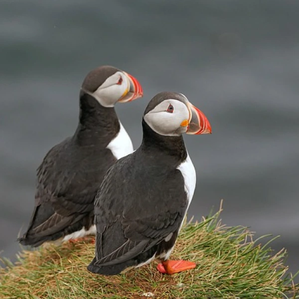 Papuchalkové, Island