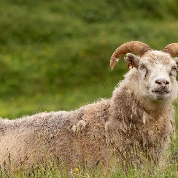 Islandská ovce, Island