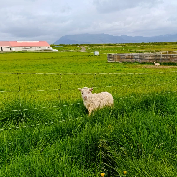 Jehně na farmě Snorrastadir